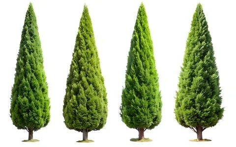 A set of Thuja trees on a white background. Fotos de archivo