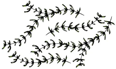 Set of Thyme Branch. Background with Aromatic Healing Herb. Fresh Cooking BBQ Stock Illustration