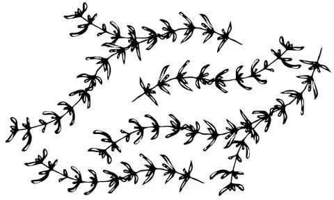 Set of Thyme Branch. Background with Aromatic Healing Herb. Fresh Cooking BBQ Stock-Illustration