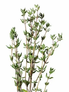 Set of Thyme fresh herbs Foto stock