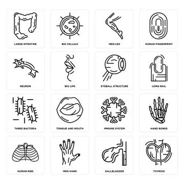 Set of Thyroid, Gallbladder, Human Ribs, Immune System, Three Bacteria, Eyeba 無料イラスト素材