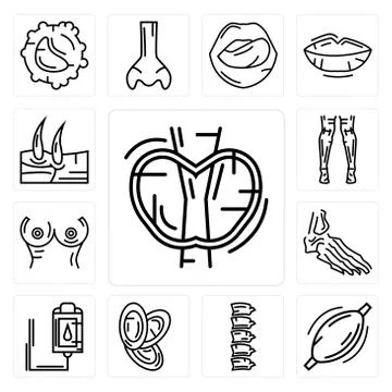 Set of Thyroid, Human Muscle, Spine Bone, Dishes Stack, Blood Transfusion, Fo Free Stock Illustration