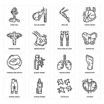 Set of Thyroid, Platelets, Human Ankle, Lungs, Tongue and Mouth, Back Side Of Illustrazione stock gratuita