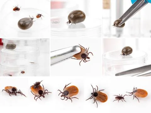Set of Ticks, isolated on a white background Stockfoto's