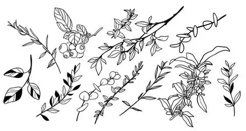 Set of tiny greenery and foliage, leaves Stock Illustration
