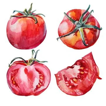 Set tomato isolated on white background. Watercolor red hand-drawn vegetable Stock Illustration