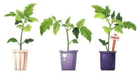 Set of Tomato Seedlings in Different Colored Pots. Young Plants with Green Le 스톡 일러스트