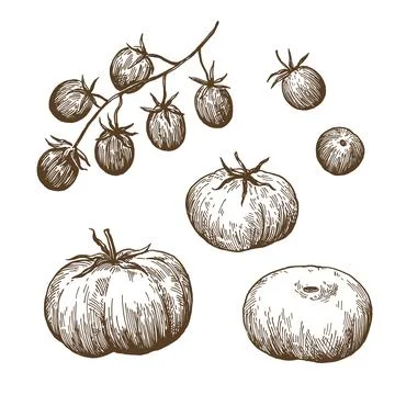 Set of tomatoes. Clusters and single cherry tomatoes and big tomatoes. Hand.. Stock Illustration