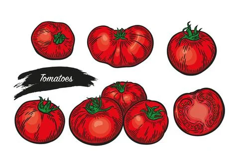 Set of tomatoes in line drawing style Stock Illustration
