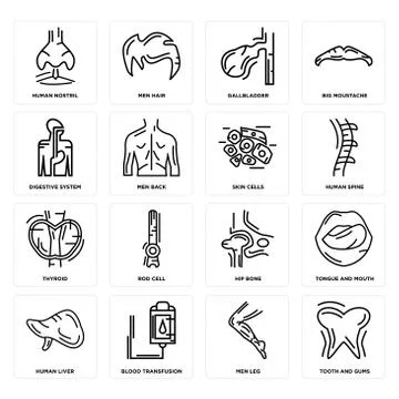 Set of Tooth and Gums, Men Leg, Human Liver, Hip Bone, Thyroid, Skin Cells, D Free Stock Illustration