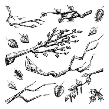 Set of tree branches sketch. Branch with leaves, birch, dry stick. Natural fo Stock Illustration