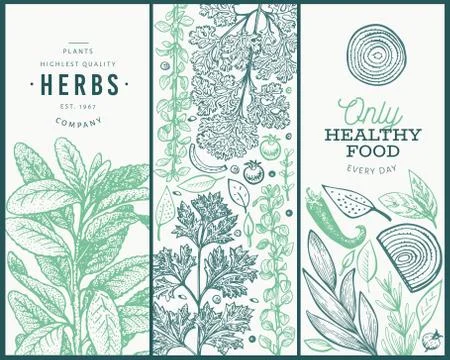 Set of tree culinary herbs banner templates. Hand drawn vintage botanical ill Stock Illustration