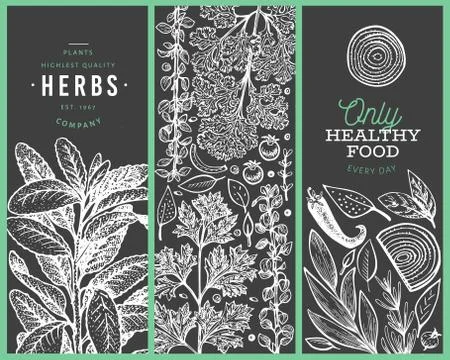 Set of tree culinary herbs banner templates. Hand drawn vintage botanical ill Stock Illustration