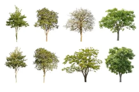 Set of tree isolated on white background Fotos de archivo