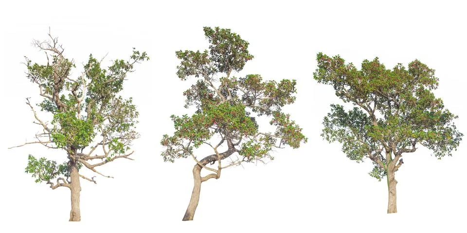 Set of tree isolated on white background Stock Photos
