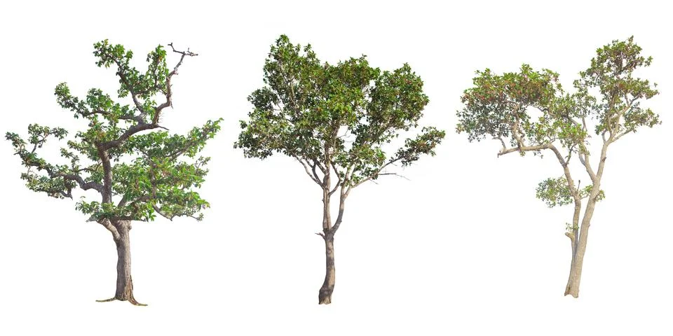 Set of tree isolated on white background Stock Photos
