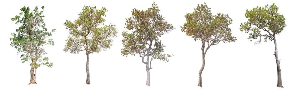 Set of tree isolated on white background Stock Photos