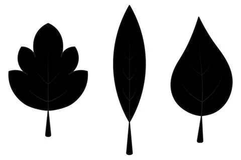Set of tree leaves. Silhouette. Pointed leaf, maple leaf, poplar leaf. Vector Stock Illustration
