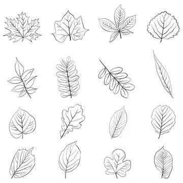 Set of tree leaves , vector doodle illustration Stock Illustration