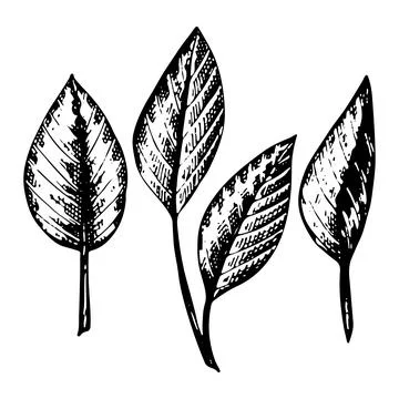 Set of tree leaves vector line art. Green foliage. Botanical graphics. Herbal 스톡 일러스트