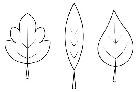 Set of tree leaves with veins Sketch Pointed leaf, maple leaf, poplar leaf. Stock Illustration