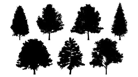 Set of tree silhouettes for the forest or park background. Cedar, oak, robinia Illustrazione stock