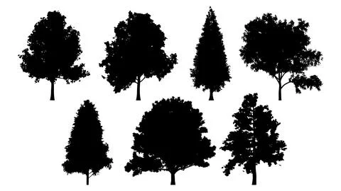 Set of tree silhouettes for the forest or park background. Cedar, oak, robinia Stock-Illustration
