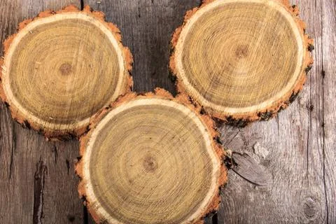 Set of tree stumps round cut with annual rings Stock Photos