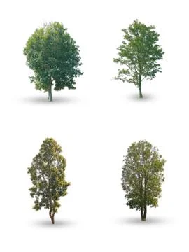 Set of tree on white background with clipping path. Stock Photos