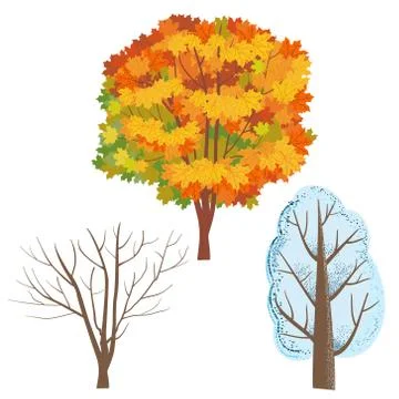 A set of trees. Autumn maple with orange and yellow leaves. Winter tree in the Illustrazione stock