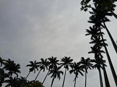 Set of trees forming a different line when looking up on a cloudy day. Stock Photos