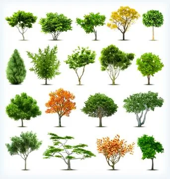 Set of trees isolated. Vector Stock Illustration