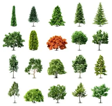Set of trees isolated on white background. Vector イラスト素材