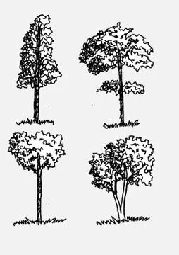 Set of trees with leaves Stock Illustration