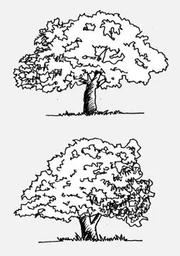 Set of trees with leaves Stock Illustration