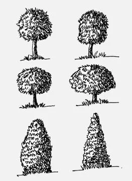 Set of trees with leaves Stock Illustration