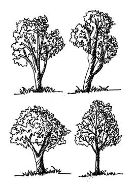 Set of trees with leaves Stock Illustration