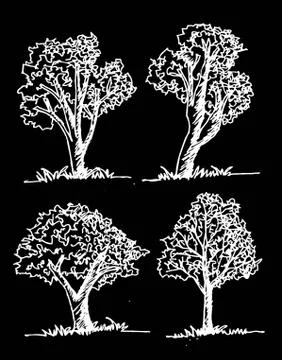 Set of trees with leaves 스톡 일러스트