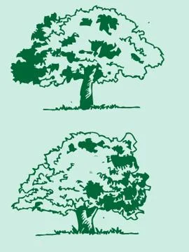 Set of trees with leaves Stock Illustration