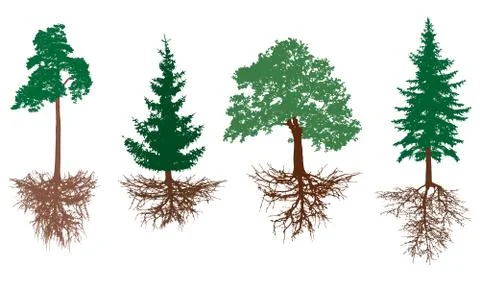 Set of trees with roots. Pine, spruces, oak with rootage. Vector illustration Stock Illustration