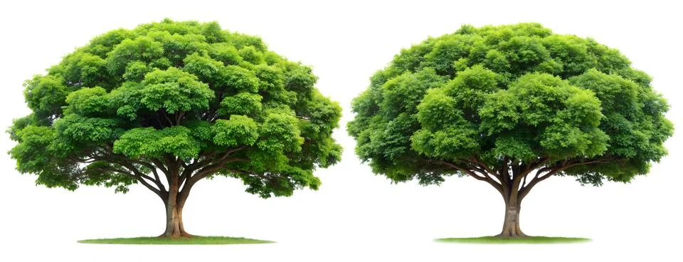 A set of trees on a white background. Stock Photos