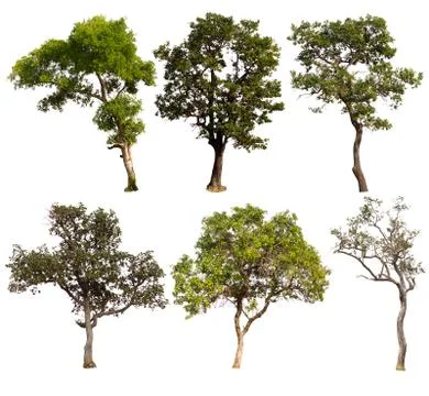 Set of trees on white background.Clipping Path Stock Photos