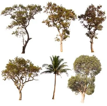 Set of trees on white background.Clipping Path Foto stock