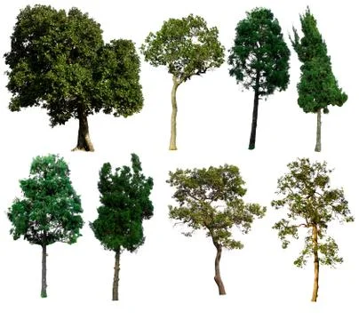Set of trees on white background.Clipping Path Stock Photos