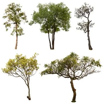 Set of trees on white background.Clipping Path Stock Photos