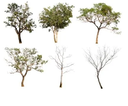Set of trees on white background.Clipping Path Stock Photos