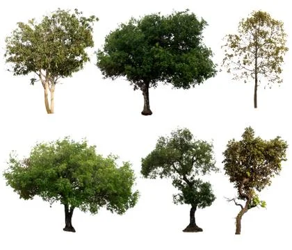 Set of trees on white background.Clipping Path Stock Photos