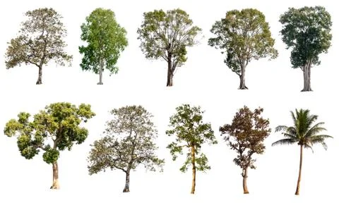 Set of trees on white background.Clipping Path Stock Photos