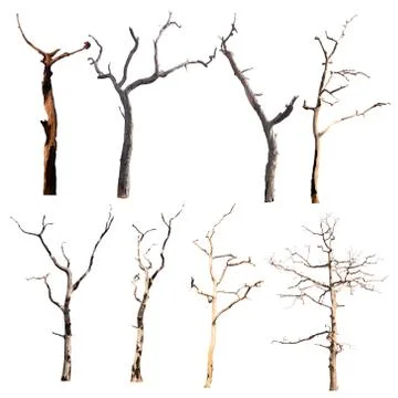 Set of trees without leaves isolated on white background.Clipping Path Foto stock