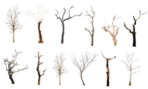 Set of trees without leaves isolated on white background.Clipping Path Stock Photos